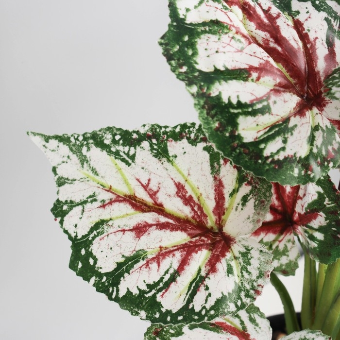 Бонсай Бонсай "Бегония экстра" 9х27 см, зелёный