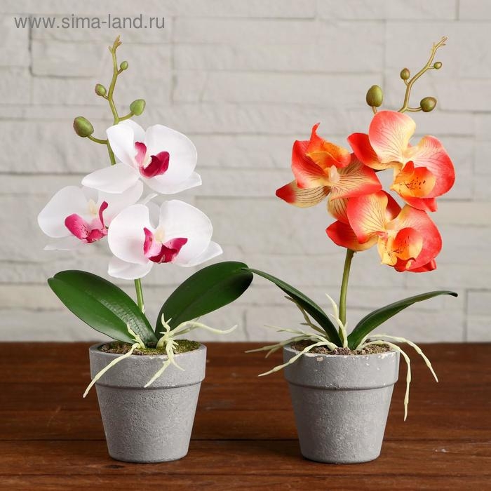 Композиция в горшочке  Композиция в горшочке "Орхидея" 7х23 см, микс