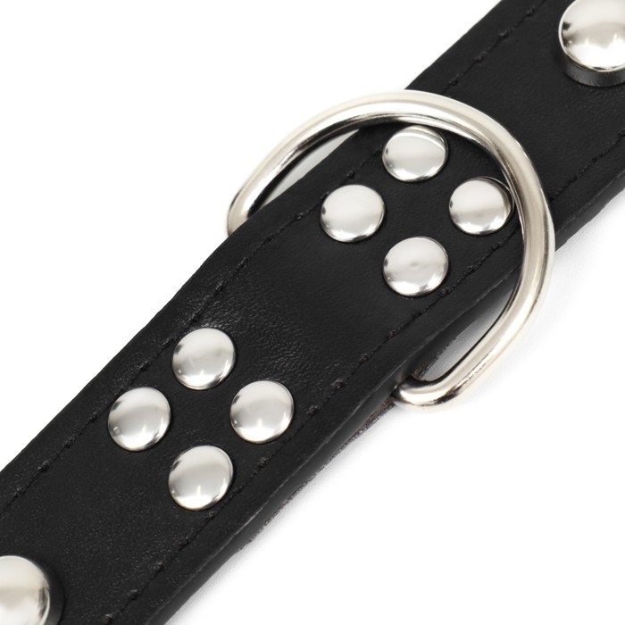 Ошейник  Ошейник "Сириус", кожзам с заклёпками, 56 х 3 см, ОШ 42-52, чёрный
