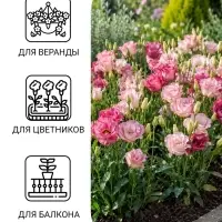 Семена цветов Эустома "Эхо Пинк", F1, О, драже, 5 шт
