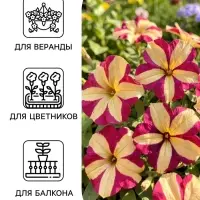 Семена цветов Петуния ампельная &laquo;Лавина Пурпурно-желтая Звезда&raquo;, F1, 10 шт., &laquo;ПОИСК&raquo;