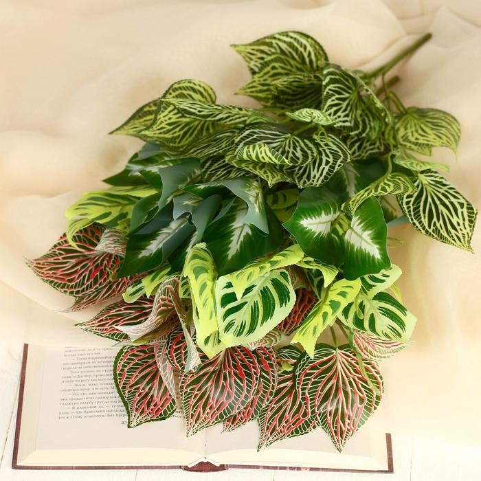 Букет Букет "Фитония" 30 см, микс