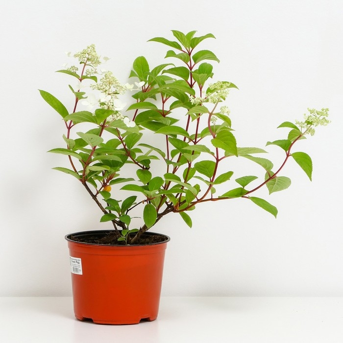 Гортензия метельчатая Вимс Ред , С3 горшок, Н10-50 высота, 1 шт, Осень 2024 Гортензия метельчатая Вимс Ред , С3 горшок, Н10-50 высота, 1 шт, Осень 2024