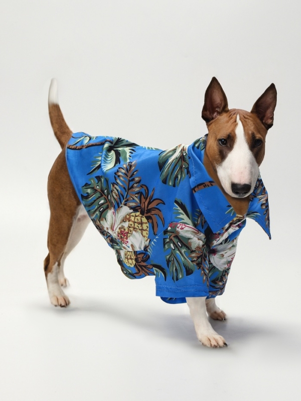 Рубашка для собак  Рубашка для собак "Тропики", L (ДС 28, ОГ 36, ОШ 26 см),голубая