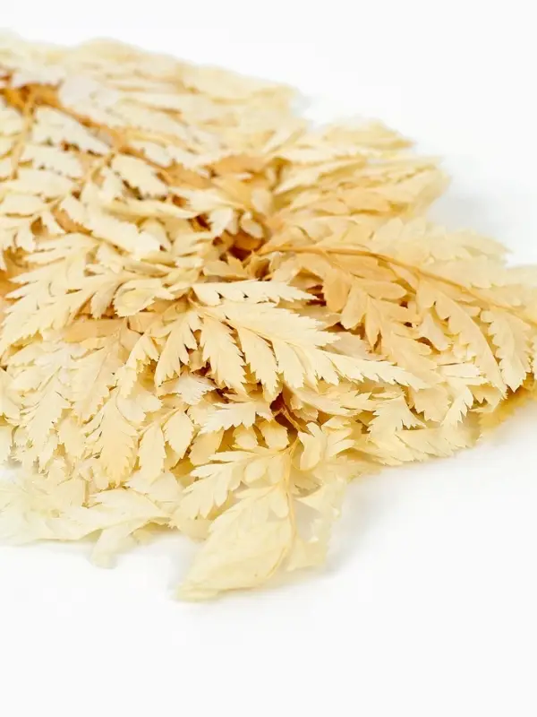 Сухоцвет Папоротник МИКС, 10 шт в упаковке