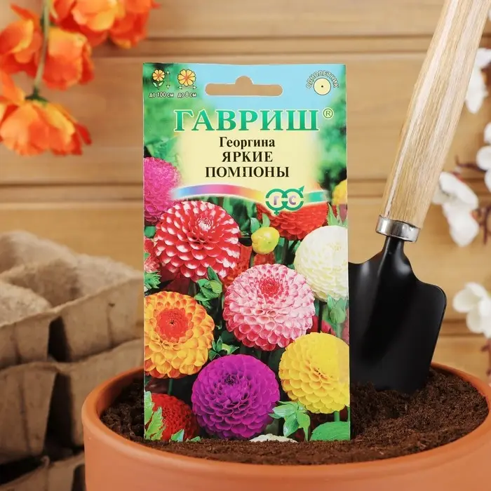 Семена цветов Георгина  Семена цветов Георгина "Яркие помпоны", ц/п,   0,2 г