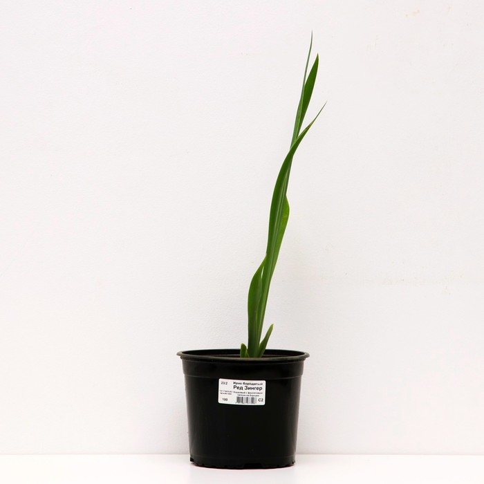 Ирис бородатый Ред Зингер, горшок С2, 1 шт, Лето 2024 Ирис бородатый Ред Зингер, горшок С2, 1 шт, Лето 2024