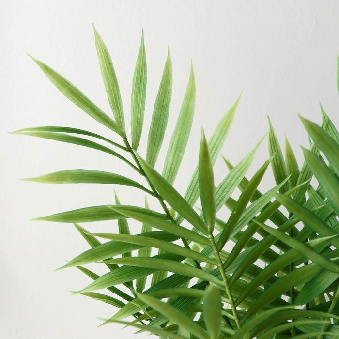 Бонсай в горшке Бонсай в горшке "Хамедорея" 9х30 см