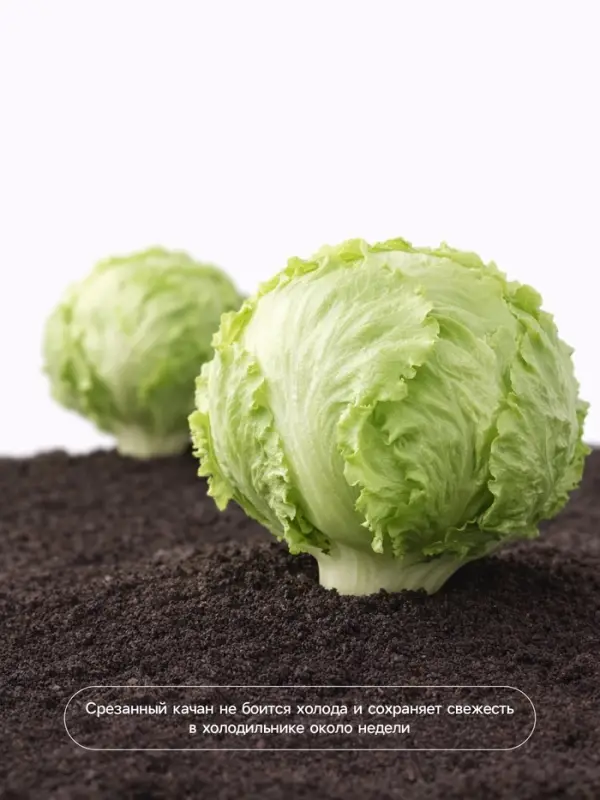 Семена Салат &laquo;Айсберг&raquo; кочанный, 0.5 г, &laquo;Аэлита&raquo;