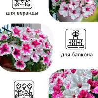 Семена цветов Петуния "Яромнерже", 5 шт.