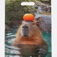 Пакет подарочный &laquo;Капибара&raquo;, полиэтиленовый с вырубной ручкой, 30&times;40 см 50 мкм