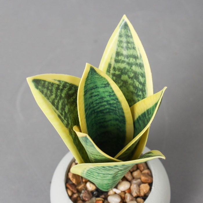 Бонсай в горшке Бонсай в горшке "Сансевиерия ханни" 17х8,5 см, микс