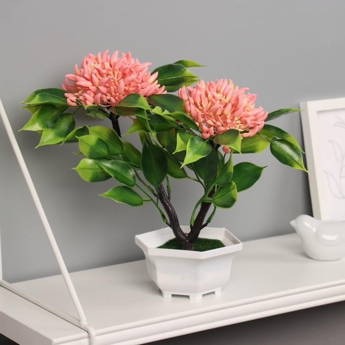 Бонсай в горшке Бонсай в горшке "Ашока комнатная" 23х11 см, микс