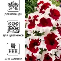 Семена Цветов Петуния &laquo;Малиновый каприз&raquo;, F1, 7 шт., &laquo;Агрофирма АЭЛИТА&raquo;