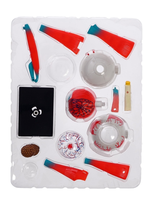 ЭВРИКИ Набор для опытов "Строение глаза", анатомическая модель