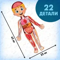 Подарочный набор &laquo;Моё тело&raquo;, пазл с обучающей книгой