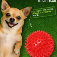 Игрушка для собак &laquo;Мяч массажный&raquo;, 6.8 см, пластикат, цвет МИКС