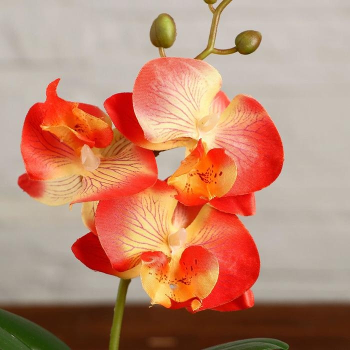 Композиция в горшочке  Композиция в горшочке "Орхидея" 7х23 см, микс