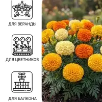 Семена цветов Бархатцы прямостоячие &laquo;Хлопушка&raquo;, 0.2 г