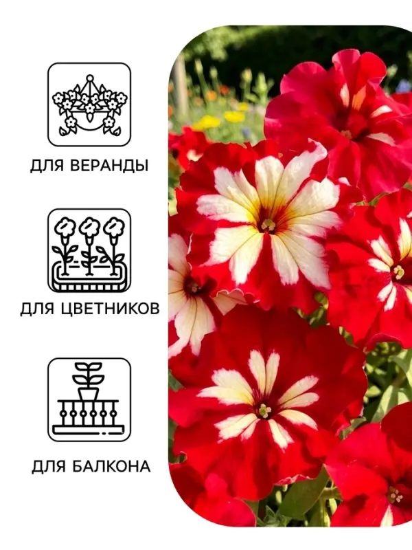 Семена цветов Петуния &laquo;Арлекин Роза&raquo; F1, крупноцветковая, драже, С. Farao, 5 шт.