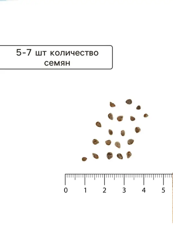 Семена томат &laquo;Сахарная Настасья&raquo;, детерминантный, среднерослый, 0.05 г