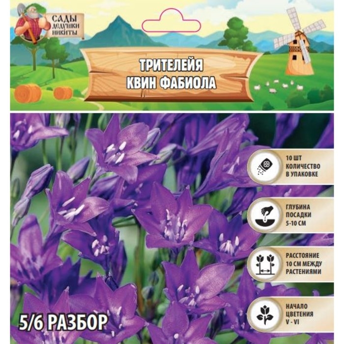 Трителейя Квин Фабиола, р-р 5/6, 10 шт, Осень 2024 Трителейя Квин Фабиола, р-р 5/6, 10 шт, Осень 2024
