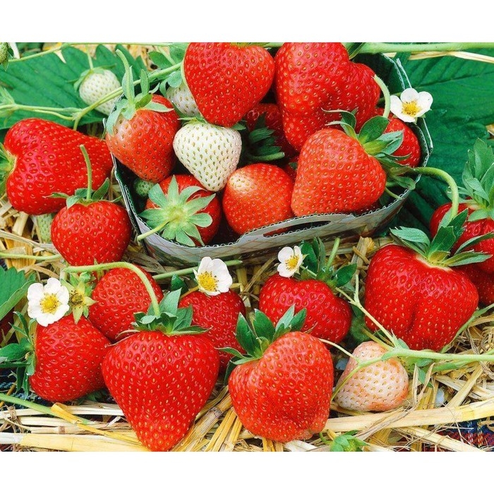 Рассада Земляники круноплодной (клубники) ФРИГО Монтерей А (9-15 мм) , P9 Горшок Рассада Земляники круноплодной (клубники) ФРИГО Монтерей А (9-15 мм) , P9 Горшок