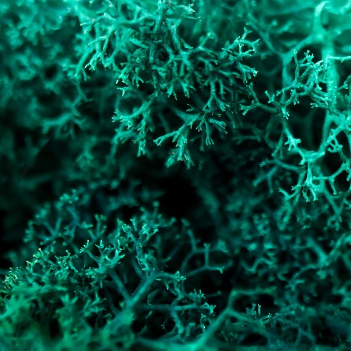 Мох стабилизированный Мох стабилизированный "Морская волна" МИКС 45 гр (+-5 гр)