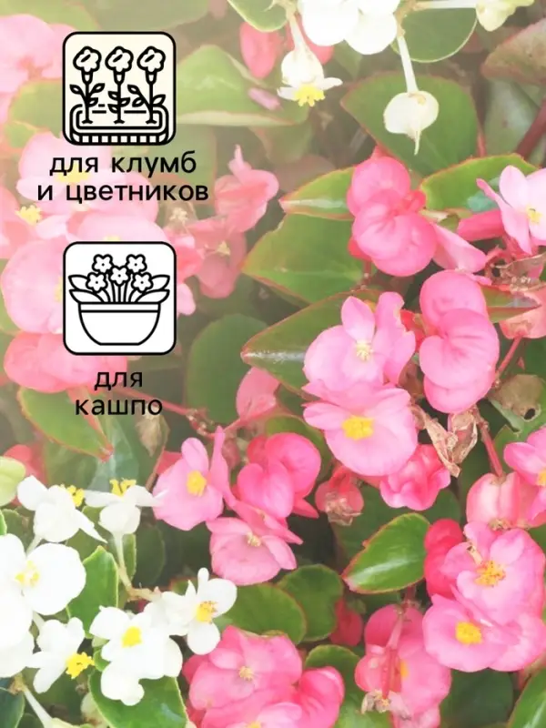 Семена  цветов Бегония вечноцветущая  Семена  цветов Бегония вечноцветущая "Сенатор F1", смесь, О, 10 шт