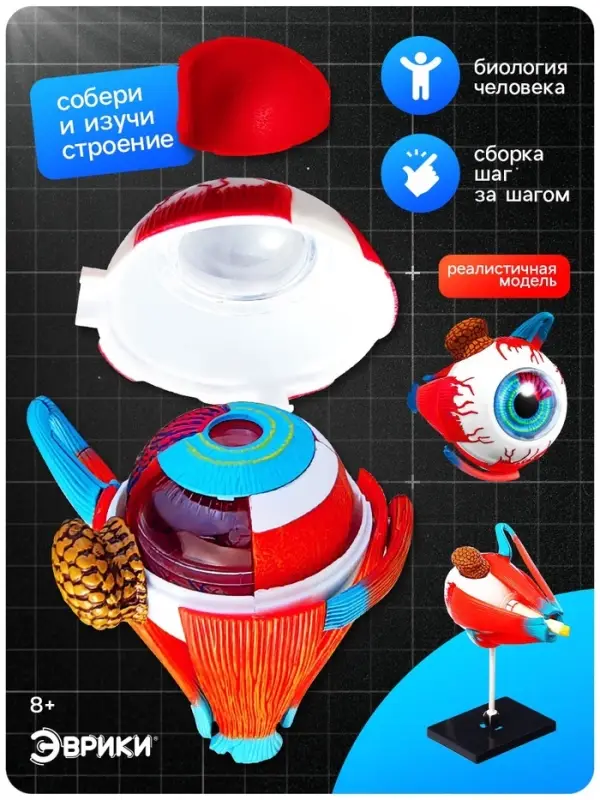 Набор для опытов &laquo;Строение глаза&raquo;, анатомическая модель