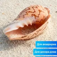 Ракушка декоративная, 6-7 см