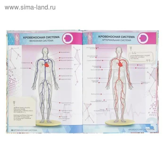 Энциклопедия 4D в дополненной реальности «Анатомия» Энциклопедия 4D в дополненной реальности «Анатомия»