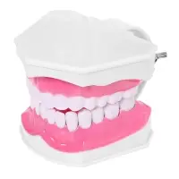 Набор для опытов &laquo;Анатомия&raquo;, челюсть человека