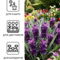 Семена цветов Лаванда &laquo;Пурпурный колос&raquo;, узколистная, 5 шт., &laquo;Семена Алтая&raquo;