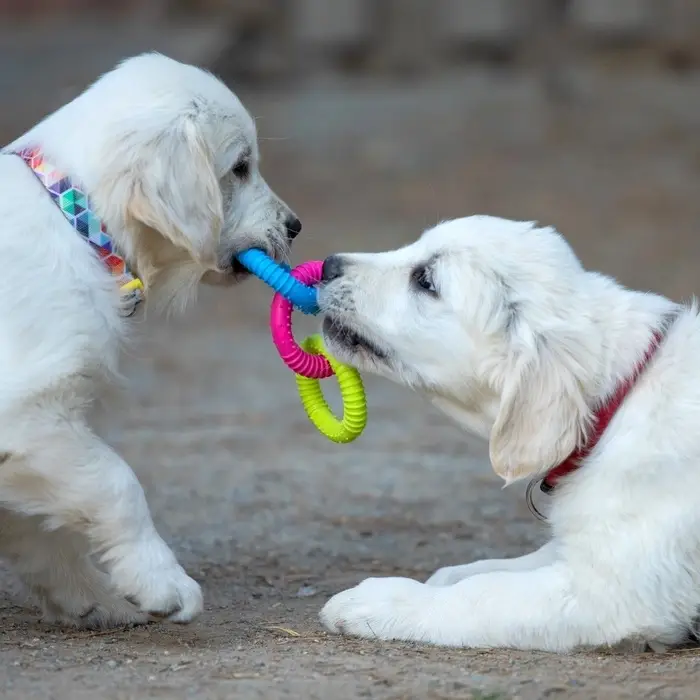 Жевательная игрушка дял собак &laquo;Всегда вместе!&raquo;, 3 кольца по 8 см, TPR, разноцветная