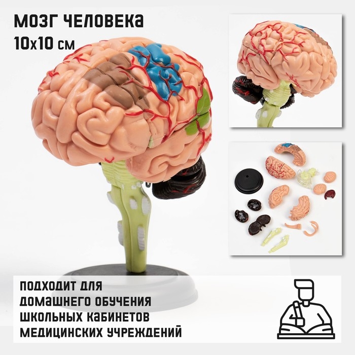 Макет  Макет "Мозг человека" разборный, 10*10 см