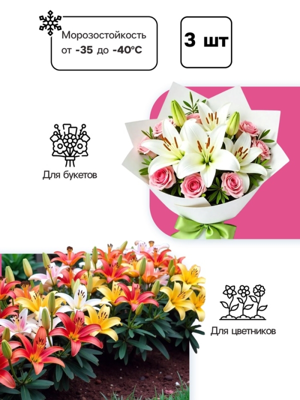 Лилия Азиатская «Навона», луковица в пакете с перфорацией, р-р 12/14, 3 шт. Лилия Азиатская «Навона», луковица в пакете с перфорацией, р-р 12/14, 3 шт.