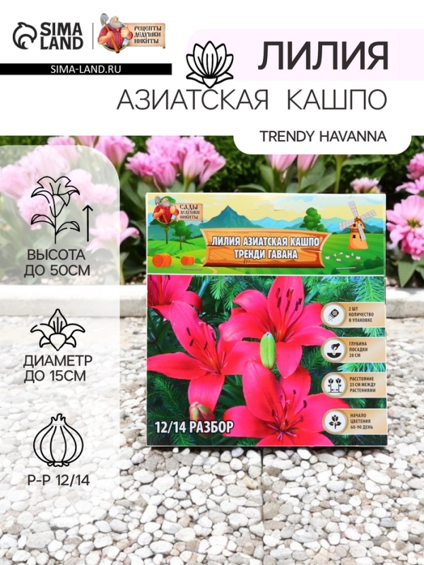 Лилия Азиатская Кашпо Trendy Havanna, луковица в пакете с перфорацией, р-р 12/14, 2 шт.