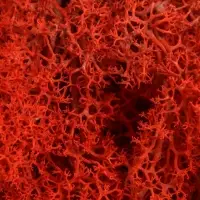 Мох стабилизированный &laquo;Красный&raquo; 45 г (&plusmn;5 г).