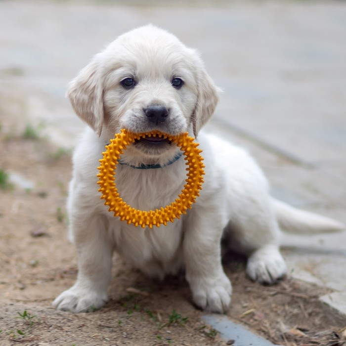 Игрушка плавающая для собак Игрушка плавающая для собак "Колючки" Пижон Premium, вспененный TPR, 11 см, жёлтая