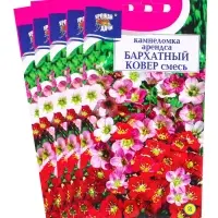 Набор семян Камнеломка "Бархатный ковер", 5 шт. Набор семян Камнеломка "Бархатный ковер", 5 шт.