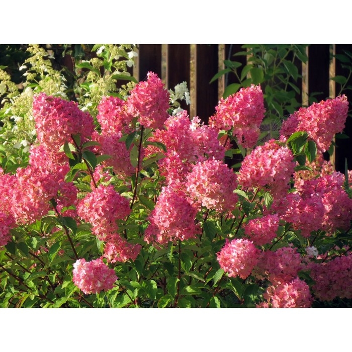 Гортензия метельчатая Фрайз Мелба , С3 горшок, Н10-50 высота, 1 шт, Лето 2024 Гортензия метельчатая Фрайз Мелба , С3 горшок, Н10-50 высота, 1 шт, Лето 2024