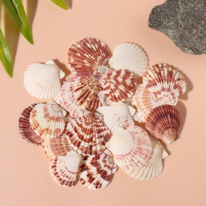 Ракушки природные декоративные "Гребешок" набор 100 гр