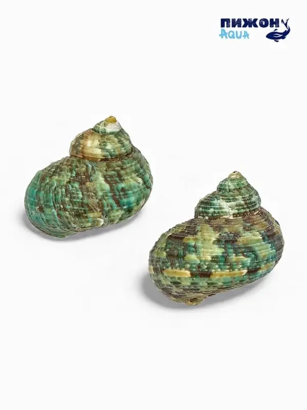 Набор ракушек декоративных, длина 4-5 см ширина 2 см, 2 шт.