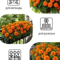Семена цветов Бархатцы прямостоячие &laquo;Оранжевый принц&raquo;, О, 0.1 г