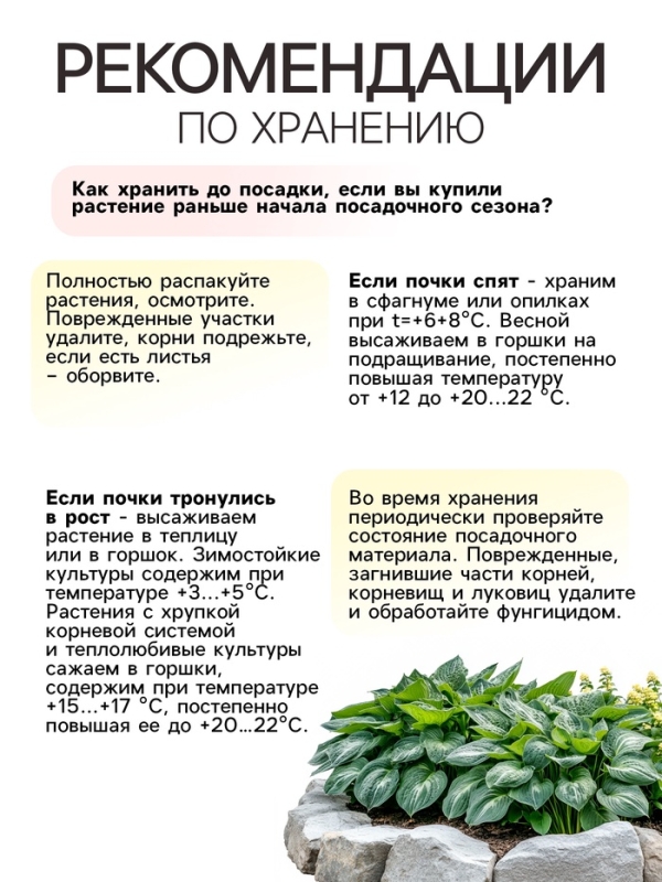 Хоста Guacamole, корневище в пакете с торфогрунтом, р-р I, размер ML,1 шт.