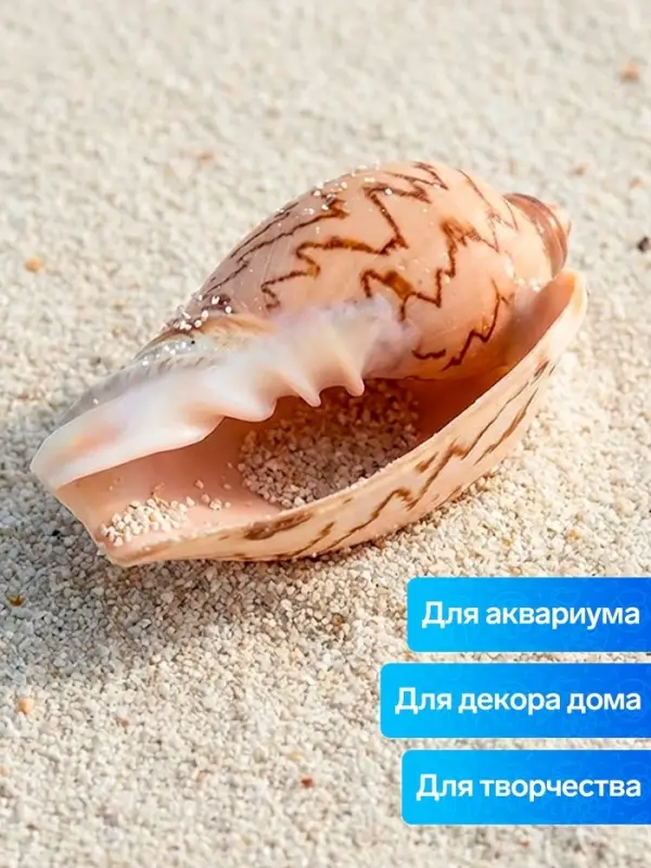 Ракушка декоративная, 6-7 см