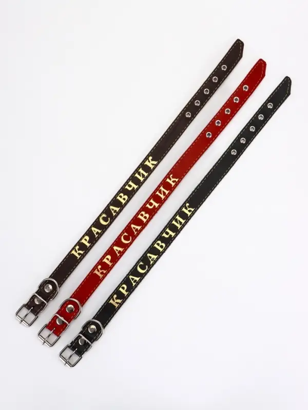 Ошейник однослойный Ошейник однослойный "Красавчик", 2.5 см, тиснение фольгой, микс цветов