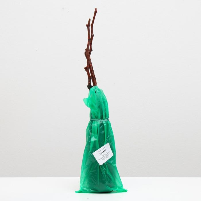 Саженец винограда Тукай, Весна 2024, 1 шт. Саженец винограда Тукай, Весна 2024, 1 шт.