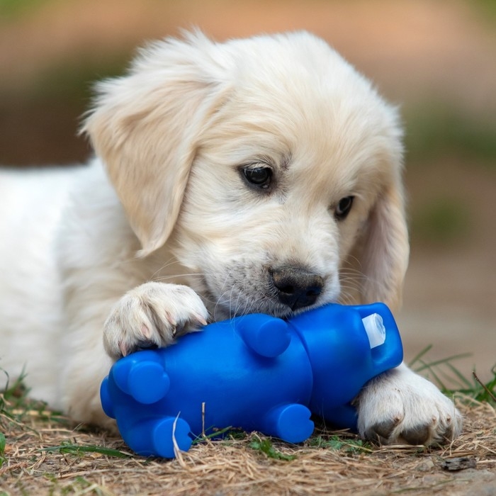 Игрушка хрюкающая Игрушка хрюкающая "Веселая свинья" для собак, 15 см, синяя